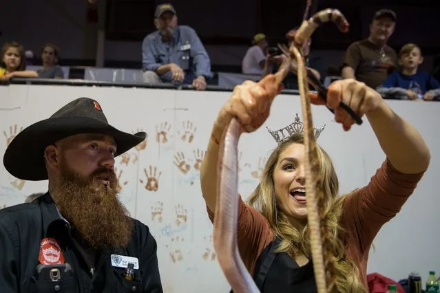 “Miss Texas” Margana Wood skins a rattlesnake under the guidance of Red Hurd II during the Sweetwater Rattlesnake Roundup at Nolan County Coliseum on March 10, 2018 in Sweetwater, Texas. (Photo by Loren Elliott/AFP Photo)