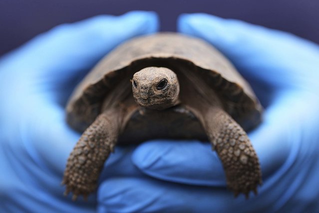 A staff member holds one of the 16 critically endangered western Santa Cruz tortoise hatchlings during their debut at the Philadelphia Zoo on Wednesday, August 20, 2025. (Photo by Matt Rourke/AP Photo)