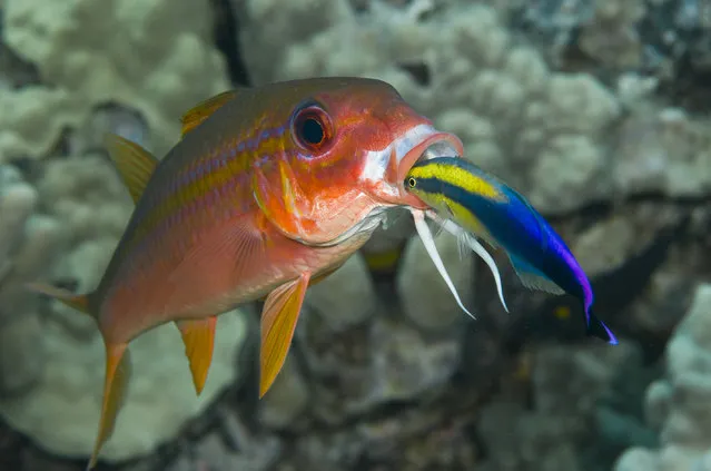 A Hawaiian cleaner wrasse provides its cleaning services to a yellowfin goatfish in a reef community off the Big Island in Hawaii. Cleaner species help rid their hosts of ectoparasites, dead tissue, bacteria and fungi. Studies have shown cleaning to play a vital role in keeping many reef ecosystems healthy. (Photo by Marty Snyderman/Caters News Agency)