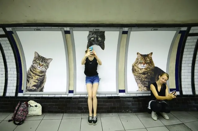 Commuters take selfies beside billboards showing photographs of cats inside Clapham Common underground station in London, Britain September 14, 2016. Some 700 people helped the Citizens Advertising Takeover Service (CATS) raise enough money to buy advertising space at the tube station, making it free from commercial adverts for two weeks. (Photo by Dylan Martinez/Reuters)