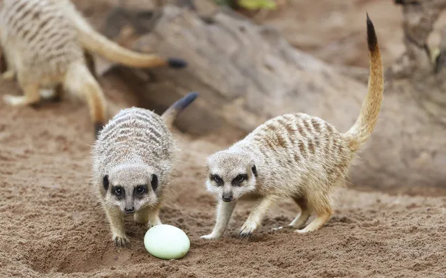 Meerkats play with Easter treats at Taronga zoo in Sydney, Australia on March 29, 2018. Keepers and animal behaviourists have offered Easter-themed treats and enrichment to several animals. (Photo by Daniel Munoz/AAP)