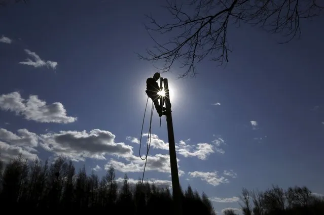 An electric worker sets up a utility pole on the outskirts of Jixi city, in Heilongjiang province, China, October 24, 2015. (Photo by Jason Lee/Reuters)