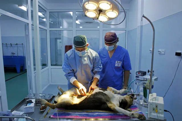 Veterinarians prepare a stray dog for sterilization at Dogtown, a protection, care and adoption center for stray animals in Uzunu, Romania April 25, 2013. (Photo by Bogdan Cristel/Reuters)