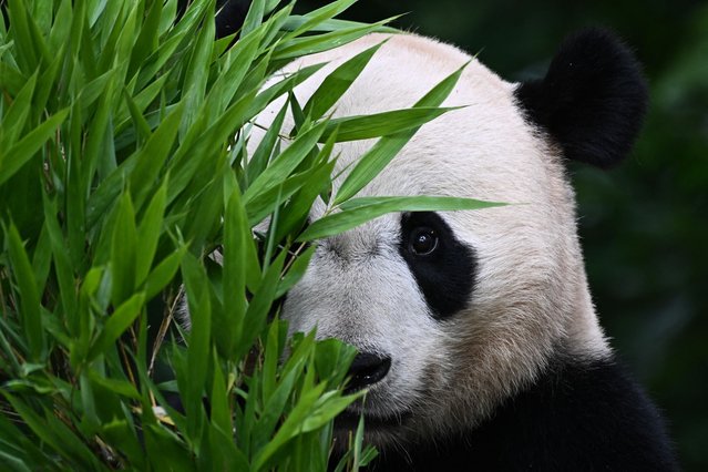 US-born giant panda Bei Bei eats in its enclosure at the China Conservation and Research Center for the Giant Panda in Ya'an, in China's southwestern Sichuan province on June 12, 2024. After years of charming millions of people around the world with their furry bodies and clumsy antics, foreign-born giant pandas are adapting to new lives in China. The fluffy envoys are loaned to overseas zoos as part of Beijing's “panda diplomacy”, with the offspring returned to China within a few years of their birth to join breeding programmes. (Photo by Pedro Pardo/AFP Photo)
