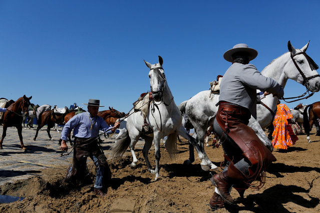 Pilgrims pull their horses on their way to the shrine of El Rocio in Donana National Park, southern Spain May 16, 2018. (Photo by Marcelo del Pozo/Reuters)