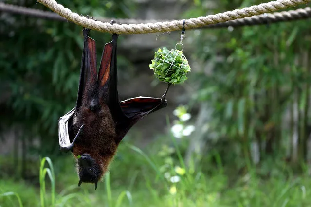 A fruit bat eats lettuce as it hangs from a rope during a behind the scenes interactive live stream from the Oakland Zoo on April 16, 2020 in Oakland, California. Since the Oakland Zoo has been closed to the public during the shelter in place, they are offering a subscription based service that will feature five weekly behind the scenes live streamed interactive programs that will feature animal keepers and their animals. Viewers are able to interact with the keepers by submitting questions to about the animals. (Photo by Justin Sullivan/Getty Images)