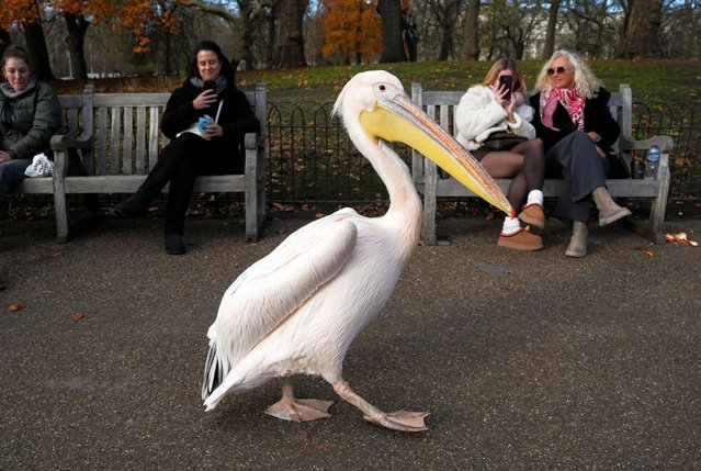 A pelican in St Jame's Park, London on Sunday, November 30, 2025. (Photo by Jeff Moore/PA Images via Getty Images)