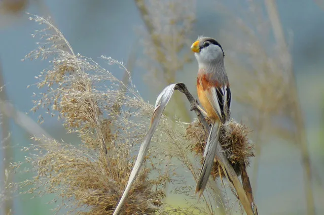 Reed parrotbill in Qingdao, east China’s Shandong Province. (Photo by Pacific Press/Barcroft Images)