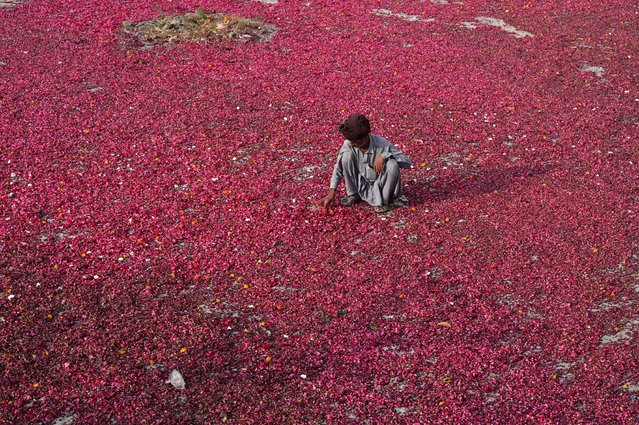 A man spreads flower petals for drying in a field in Lahore on November 25, 2025. (Photo by Arif Ali/AFP Photo)