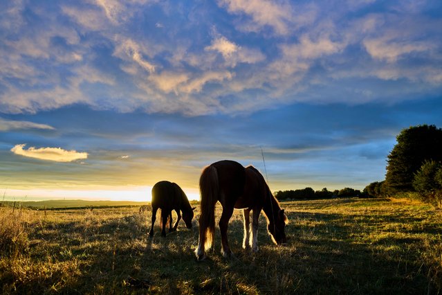 Icelandic horses graze on a meadow at a stud farm in Wehrheim near Frankfurt, Germany, Monday, September 1, 2025. (Photo by Michael Probst/AP Photo)