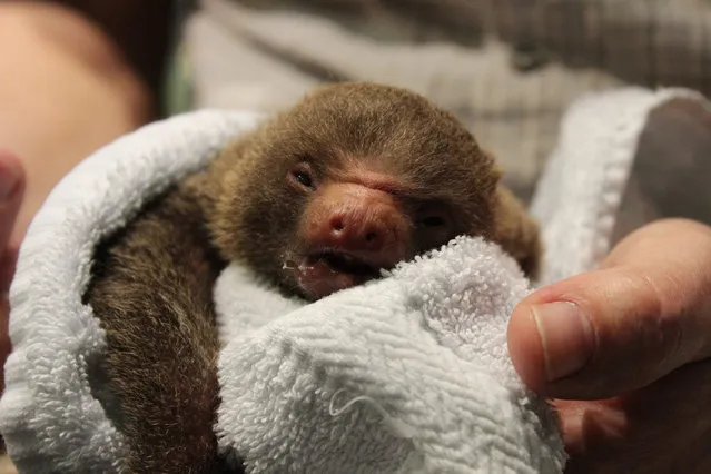 The newborn twins of a sloth named “Lillan” are seen at the Skansen Aquarium Zoo in Stockholm, Sweden, January 20, 2015. Lillan came down with twins on Friday and has already abandoned her kids. The small sloth are now being feed by the staff in 24 hour shifts to try to save them. Birth of sloths in captivity is extremely rare. (Photo by Marko Saavala/TT News Agency)