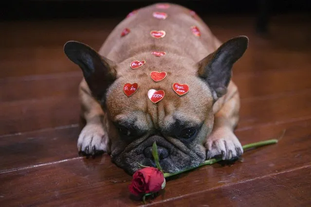 Heart shaped stickers are seen on a French Bulldog named Gapi during Valentine's Day celebrations at a coffee shop in Bangkok, Thailand, February 14, 2021. (Photo by Chalinee Thirasupa/Reuters)