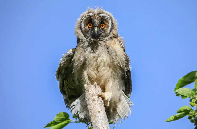 A Long-eared owl (asio otus), found exhausted by 9-year-old Betul Irmak Naz in the garden of her family's house, is seen after taken under the treatment in Ercis district of Van, Turkiye on June 12, 2023. (Photo by Necmettin Karaca/Anadolu Agency via Getty Images)