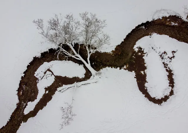 A tree lies over over a small creek after heavy snow falls in the Taunus region near Frankfurt, Germany, Tuesday, January 26, 2021. (Photo by Michael Probst/AP Photo)