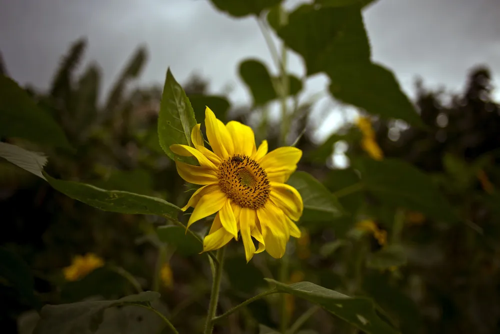 Cuba Flower Vendor Photo Essay