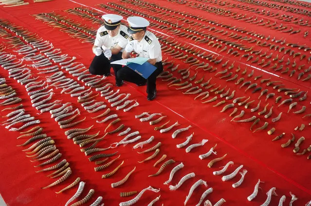 This undated photo taken in July 2018 shows customs officers checking on smuggled antelope horns in Harbin in China's northeastern Heilongjiang province. Chinese customs authorities said they seized 156 prehistoric mammoth tusks from a truck entering from Russia in one of the country's largest such hauls. (Photo by AFP Photo/Stringer)