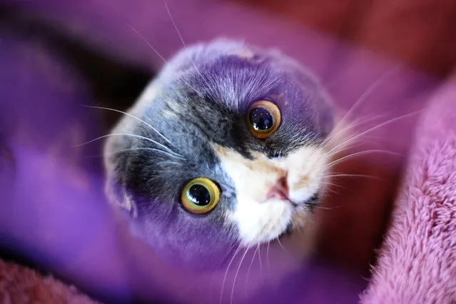 A Scottish Fold cat takes part in a cat show at a children and youth creativity centrer in Vladivostok, Russia on January 4, 2016. (Photo by Smityuk Yuri/TASS via ZUMA Press)