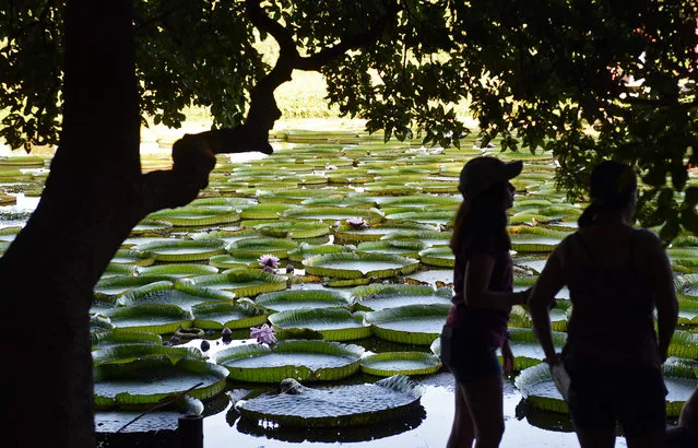 People observe Victoria cruzianas – a species of the Nymphaeaceae family of water lilies – (Yacare Yrupe in Guarani), which appear every three to four years in great numbers and size in the Paraguay River, in Piquete Cue, north of Asuncion, on April 18, 2021. (Photo by Norberto Duarte/AFP Photo)