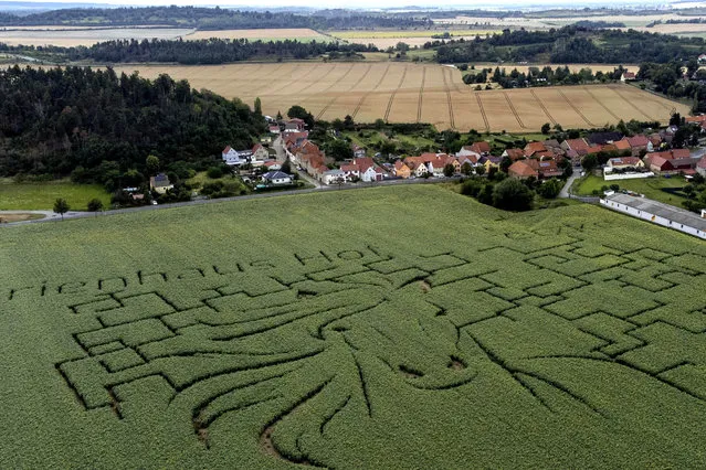A sunflower labyrinth shows a horse in Westerhausen, Germany, Monday, July 31, 2023. (Photo by Matthias Schrader/AP Photo)