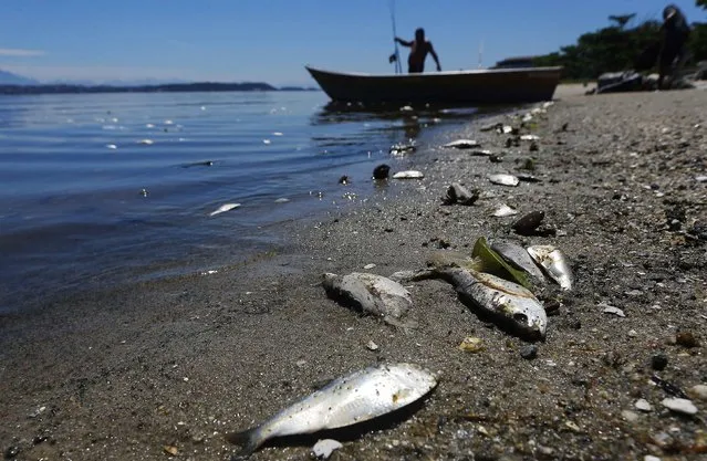 A fisherman prepares his boat next to dead fish on the banks of the Guanabara Bay in Rio de Janeiro February 24, 2015. (Photo by Ricardo Moraes/Reuters)