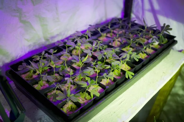 In this March 12, 2015 photo, marijuana grows in a hydroponics garden inside an apartment in Mexico City. High-potency boutique pot is a small but growing market in Mexico, a country where marijuana is largely illegal, unlike the U.S. states of Colorado and Washington that have legalized recreational use, and others where medicinal pot is available. (Photo by Eduardo Verdugo/AP Photo)
