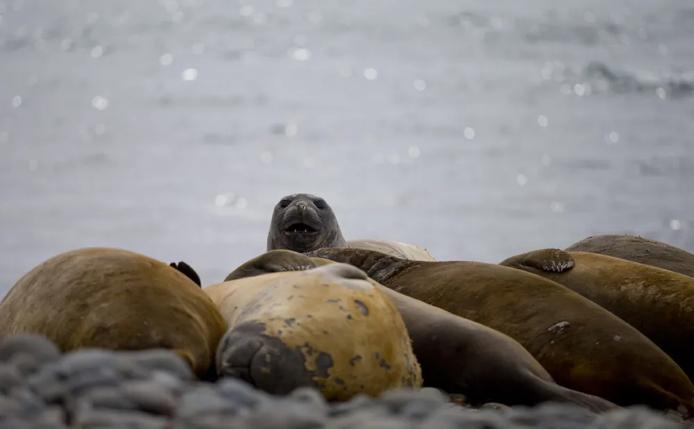Other-World Sights Await Antarctica Tourists