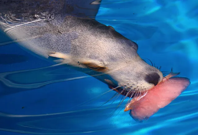 An Australia sea lion bites into a frozen treat that contains a fish during an annual Christmas event in which animals receive special food gifts at Sydney's Taronga Zoo in Australia, December 21, 2016. (Photo by David Gray/Reuters)
