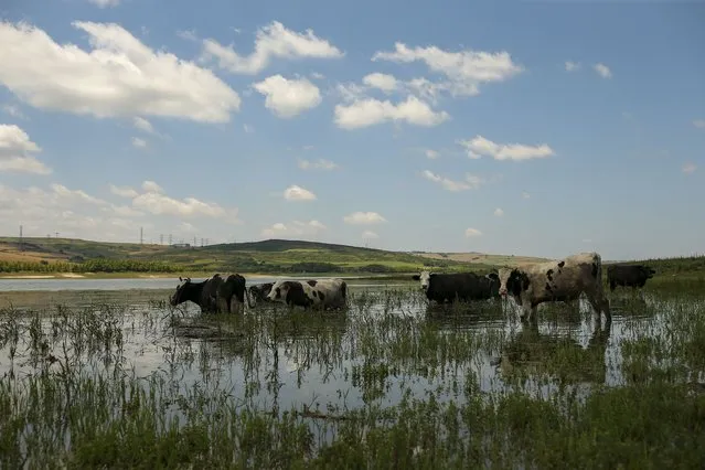 Cows enter the water on the Sazlidere dam, in Istanbul, near the construction site for the first bridge of the Kanal Istanbul project, Thursday, June 24, 2021. Turkey's President Recep Tayyip Erdogan plans to build a controversial alternative waterway to the north of Istanbul that would bypass the Bosphorus Strait. Many oppose the project, fearing it would cause irreparable environmental damage. (Photo by Emrah Gurel/AP Photo)
