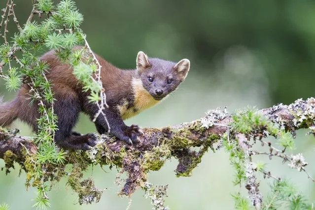 A watchful pine marten on the Ardnamurchan peninsula on the west coast of Scotland was caught by wildlife photographer Ron McCombe in the last decade of October 2023. He said: “We waited all day, every day, for five days to capture them”. Although pine martens are widespread in Scotland, they are critically endangered in England and Wales. (Photo by Ron McCombe/Media Drum Images)
