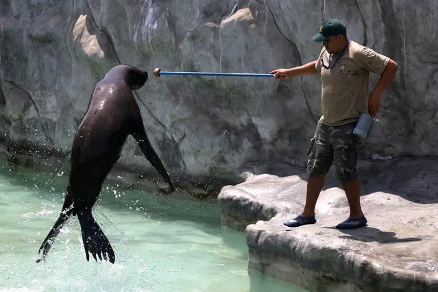 Titan, a sea lion, and its trainer take part in presentation at Huachipa Zoo in Lima, Peru January 6, 2017. (Photo by Guadalupe Pardo/Reuters)