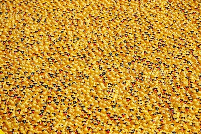 Rubber ducks float down the Chicago River during the 16th Annual Ducky Derby in Chicago, Illinois, on August 5, 2021. The charity event helps to raise money for Special Olympics Illinois. (Photo by Kamil Krzaczynski/AFP Photo)