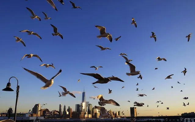 Seagulls fly past Manhattan and One World Trade Center next to the Hudson River, as seen from Hoboken, New Jersey, on January 7, 2014. (Photo by Gary Hershorn/Reuters)