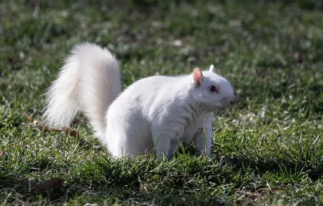 An albino squirrel is seen on the lawn of the National Mall in Washington, DC on January 2, 2024. (Photo by Andrew Caballero-Reynolds/AFP Photo)