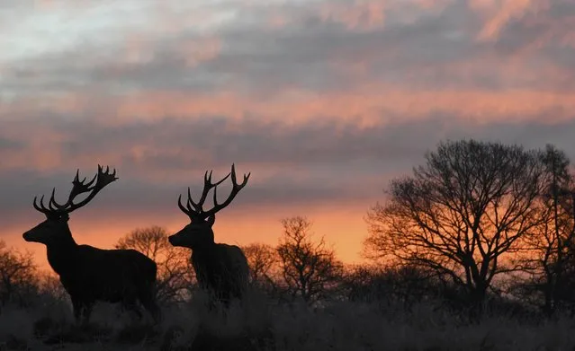 Two deer stags are seen at dawn in Richmond Park in south west London, Britain, January 19, 2017. (Photo by Toby Melville/Reuters)