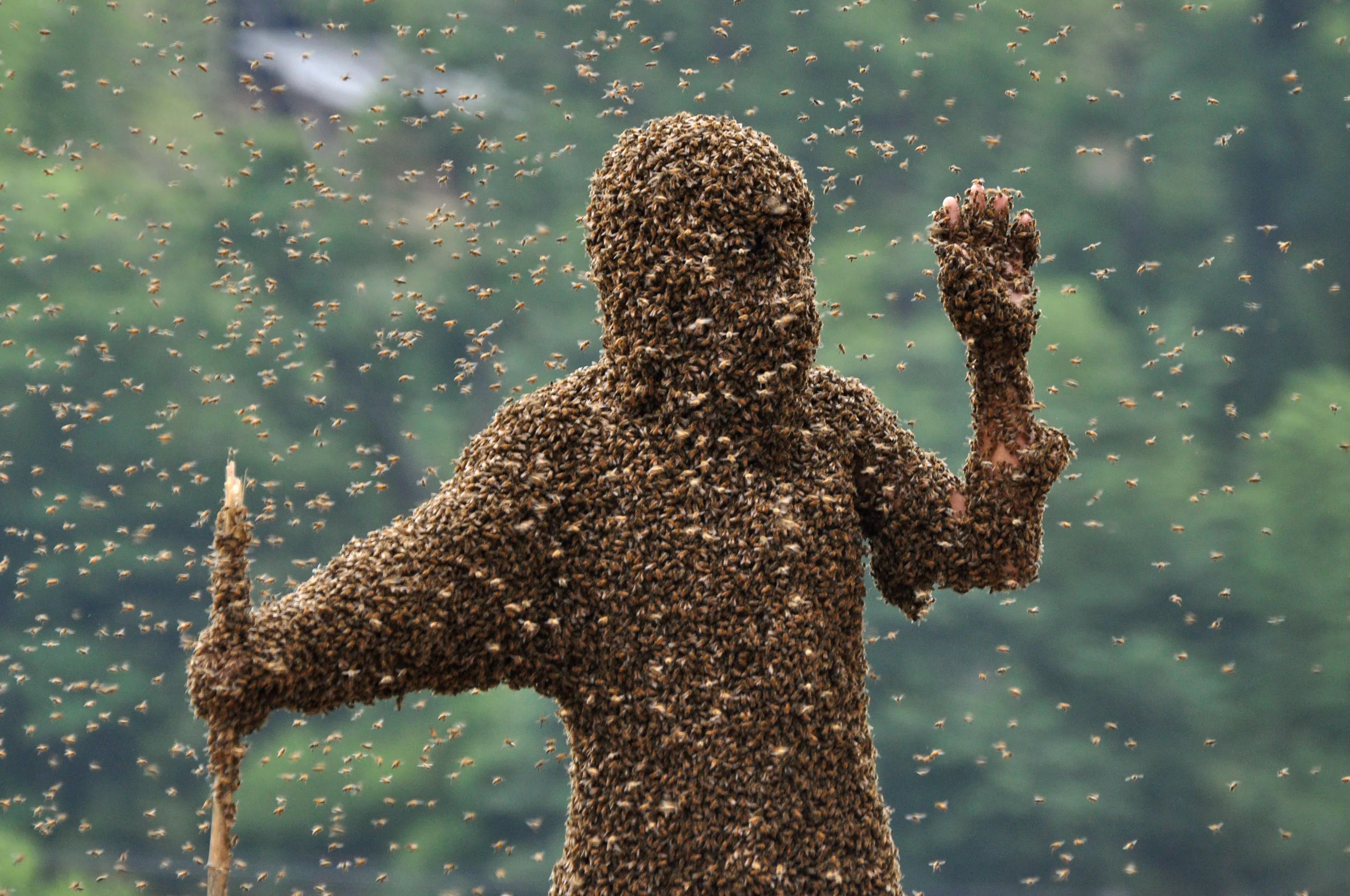 Убегаем пчел. Пчелы атакуют. Человек пчела. Облепили насекомые. Костюм из пчел.
