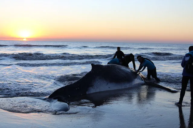 In this handout photo released by Mundo Marino Foundation on October 5, 2012 rescuers help a stranded humpback whale (Megaptera novaeangliae) on the shores of Argentine sea at Lucila del Mar, Buenos Aires province. During the last 48 hours, two unusual strandings of humpback whales were recorded in the Province of Buenos Aires. In both cases, rescue teams were able to return both whales to the sea. (Photo by Mundo Marino/AFP Photo)