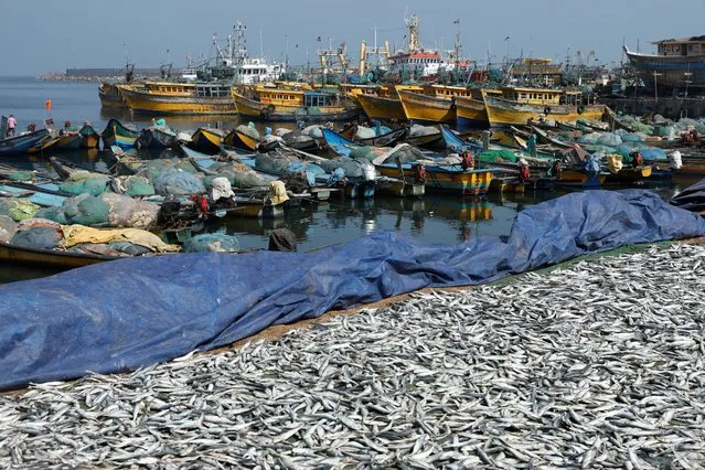 Fish are kept to dry at a fishing harbour in Visakhapatnam, India, on February 6, 2024. (Photo by Francis Mascarenhas/Reuters)