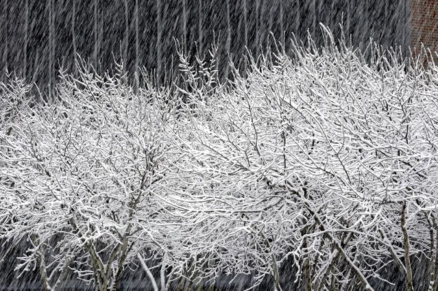 Snow falls and gathers on tree limbs in Chapel Hill, N.C. (Photo by Gerry Broome/Associated Press)