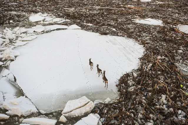 Startled roe deer run on an ice floe surrounded by driftwood by the rising icy waters of the River Tisza at Cigand, 271 kilometers northeast of Budapest, Hungary, Friday, February 10, 2017. (Photo by Attila Balazs/MTI via AP Photo)