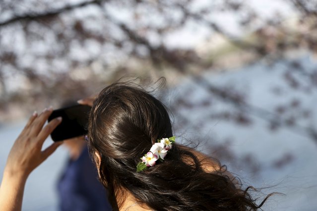 A woman wearing a cherry blossom barrette in her hair takes a picture along the Tidal Basin while looking at cherry blossoms in Washington March 24, 2016. (Photo by Jonathan Ernst/Reuters)