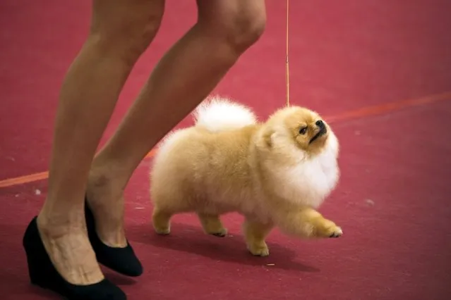 A woman walks with her Pomeranian dog during an international dog exhibition in Kannot, central Israel May 16, 2015. Some 800 purebred dogs from about 180 mini breeds participated in the exhibition. (Photo by Amir Cohen/Reuters)