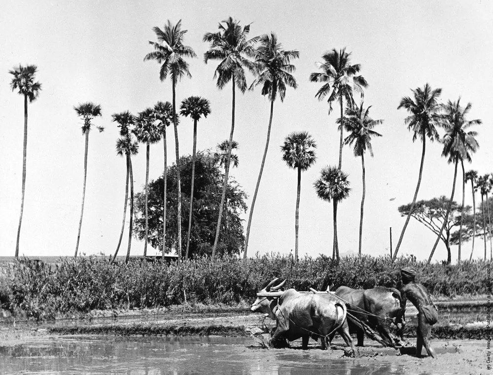 Rice Fields