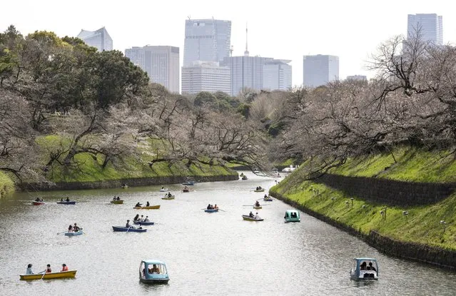 Visitors ride on boats to enjoy viewing cherry blossoms starting to bloom on Chidorigafuchi Moat in Tokyo, Japan, 02 April 2024. The flower is a symbol of the arrival of spring in Japan. Japan Meteorological Agency (JMA) announced in 2022 that the cherry blossom flowering dates have been getting earlier at a rate of change of 1.1 days per decade since 1953. According to the agency data, cherry blossom flowering average data between 1991- 2020 was five days earlier than the average data between 1961-1990. The long-term temperature rise may be one factor in the flowering date getting earlier, JMA has said. The blooming start in Tokyo in 2024 was five days later than the average year and 15 days later than in 2023. (Photo by Kimimasa Mayama/EPA)