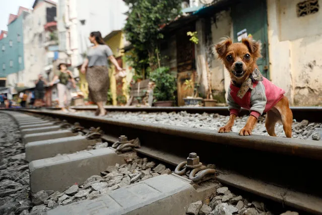 A dog stands on a railway track that passes through an old residential area of Hanoi, Vietnam, 28 March 2019. The railway has attracted many visitors and has seen a rise in tourism and cafe businesses around the location despite concerns around railway encroachment. Vietnam expects to attract a total of 103 million tourists in 2019. (Photo by Luong Thai Linh/EPA/EFE)