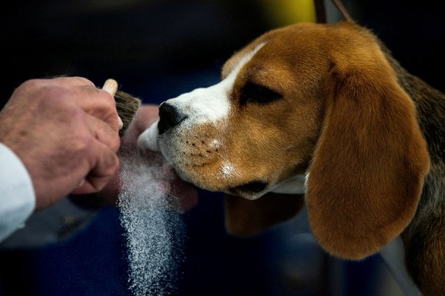 Mia, a Beagle from Connecticut, gets ready to compete during the 148th Westminster Kennel Club Dog Show at the USTA Billie Jean King National Tennis Center in New York City, New York, U.S., May 13, 2024. (Photo by Eduardo Munoz/Reuters)