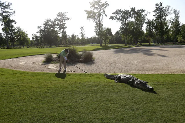 A worker grooms away tracks after an alligator crossed through a sand trap on the 14th hole during the first round of the PGA Tour Zurich Classic golf tournament at TPC Louisiana in Avondale, La., Thursday, April 25, 2013. (Photo by Gerald Herbert/AP Photo)