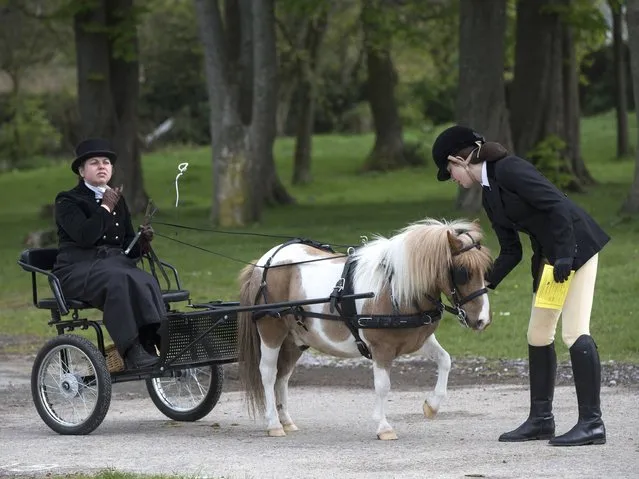 Participants prepare to take part in the annual “London Harness Horse Parade” on Easter Monday at The South of England Centre on April 21, 2014 in Ardingly, England. The parade of harnessed horses, ponies and donkeys attracts exhibitors from across the UK and Ireland who are judged on numerous criteria in the hope of receiving a First Class award. The historic Parade is an amalgamation of the London Cart Horse Parade, founded in 1885, and the London Van Horse Parade, founded in 1904. (Photo by Oli Scarff/Getty Images)