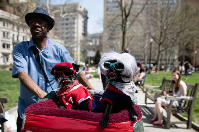 Anthony Smith pushes his dogs Noodles, center, and Deva in a bicycle basket on a spring afternoon at Rittenhouse Square in Philadelphia, Tuesday, April 11, 2017. (Photo by Matt Rourke/AP Photo)
