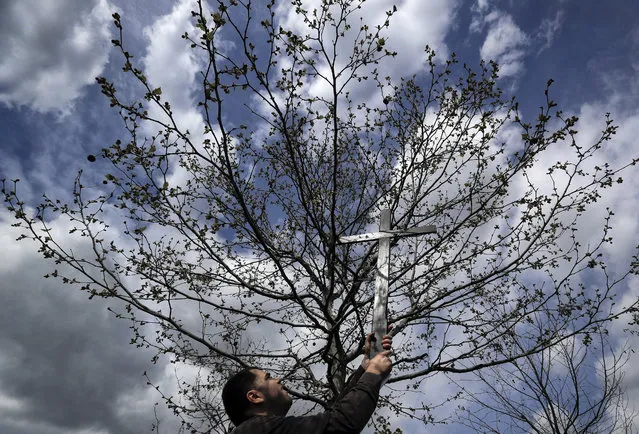 In this Saturday, April 8, 2017, picture a Romanian Catholic picks up a wooden cross from a tree before the start of a procession ahead of Palm Sunday in Bucharest, Romania. (Photo by Vadim Ghirda/AP Photo)