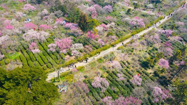 On February 27, 2022, tourists enjoy a flower viewing tour at Meihua Mountain in Nanjing. In the early spring, the plum blossoms in Nanjing Meihua Mountain are in full bloom, filled with a strong sense of spring. (Photo by Sipa Asia/Rex Features/Shutterstock)